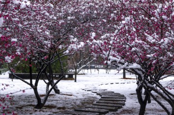 雪景梅花