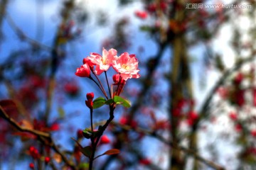 海棠花