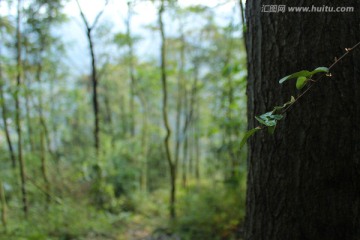 山林树木