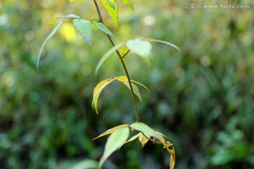 山林草木