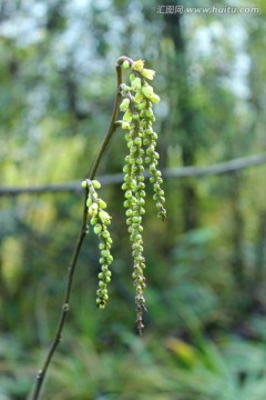 野生植物