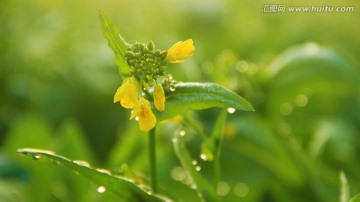 油菜花初放