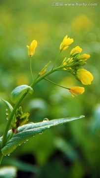 油菜花初放