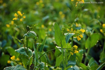 油菜花初放