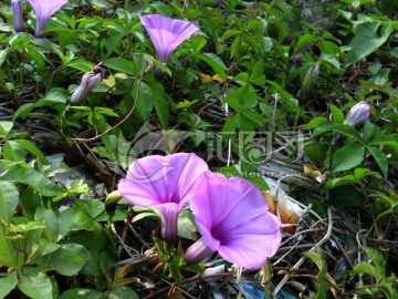 盛开的牵牛花