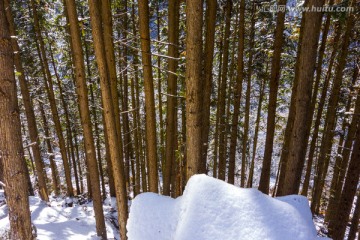 杉树 红心杉 林海雪原