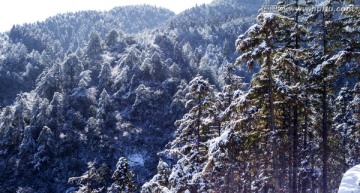 杉树 红心杉 林海雪原