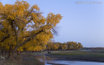 胡杨林