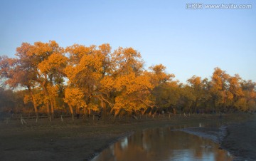 胡杨林