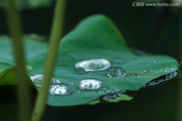 荷叶上的水珠