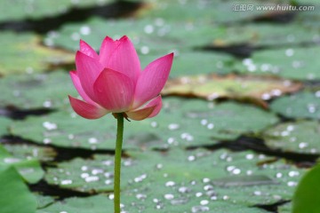 荷花高清特写