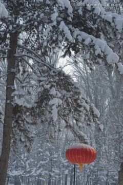 雪树 灯笼