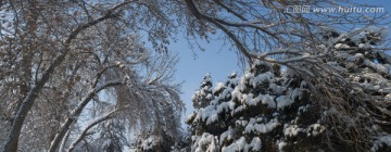 风雪 雪景 公园 玉树琼花