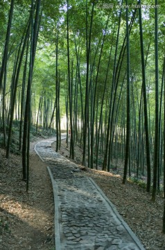 佘山 竹林