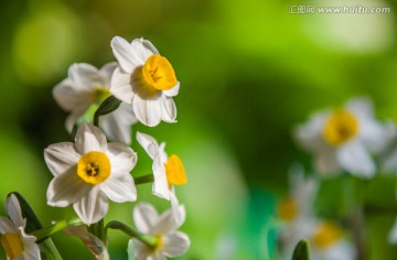 水仙花