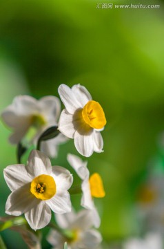 水仙花