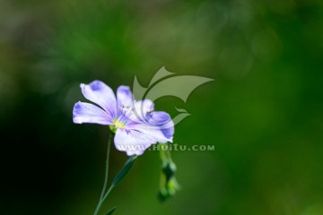 花朵 TIF高质量摄影大图