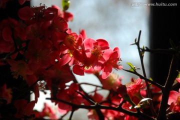 梅 梅花 花卉 花朵 花蕊