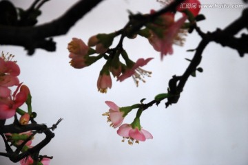 梅 梅花 花卉 花朵 花蕊