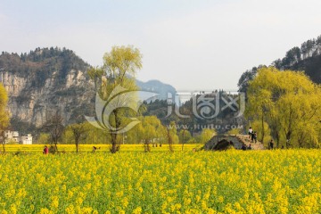 四川古蔺双沙油菜花小桥柳树