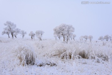 胡杨林