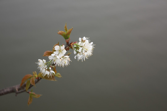 樱桃花