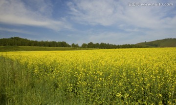 呼伦贝尔大草原