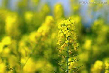 油菜花特写