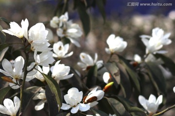 盛开的玉兰花