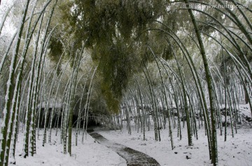 雪竹