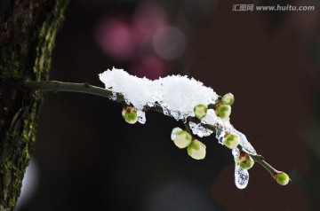 冰雪腊梅