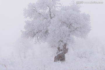 雪中胡杨