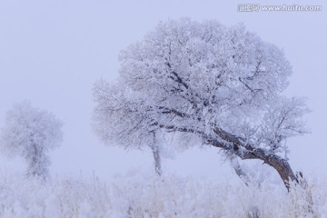 胡杨