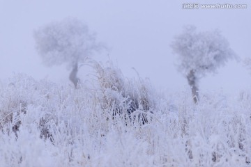 胡杨