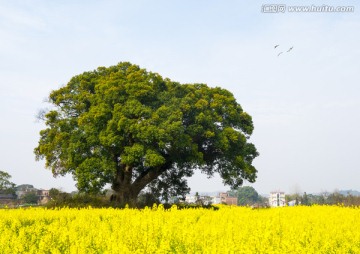 春天 油菜花 闹春图