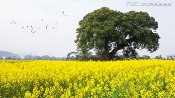 春天 油菜花 闹春图