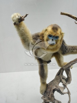 金丝猴标本   动物标本