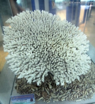 涠洲岛产珊瑚标本
