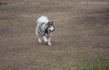 阿拉斯加犬