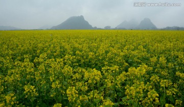 烟雨油菜花