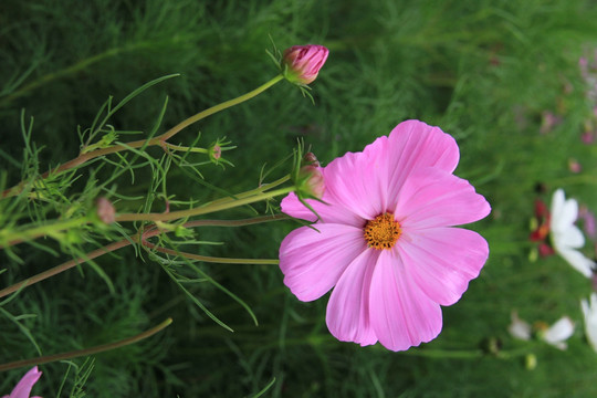 格桑花