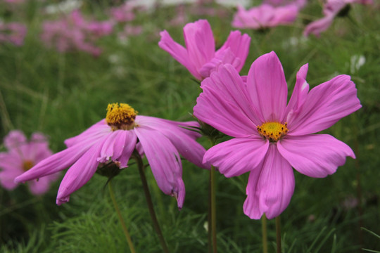 格桑花