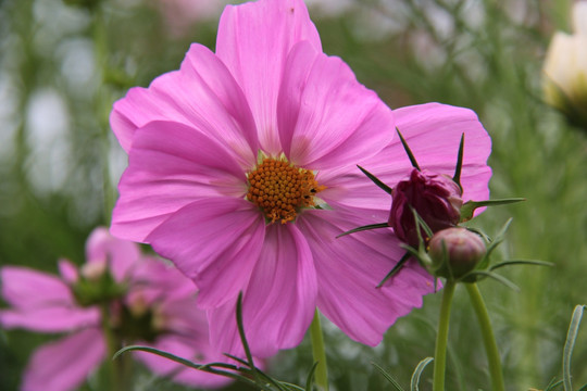 格桑花