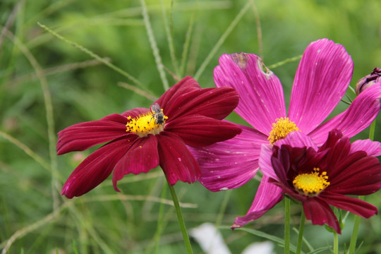 格桑花