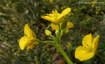 油菜花