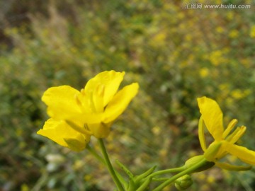 油菜花