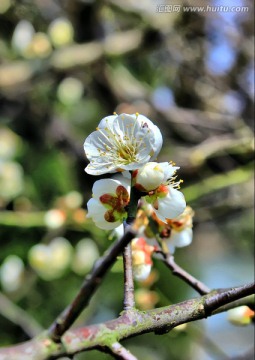 盛开的李花