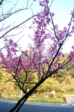 樱花