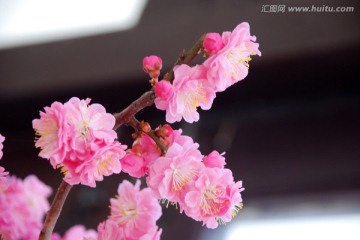 梅 梅花 花卉 花朵 花瓣