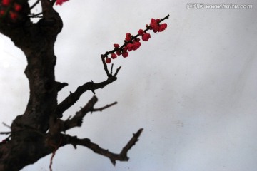 梅 梅花 红梅 花卉 花朵